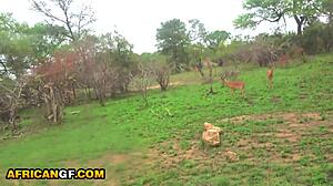 Ebony Girlfriend Deepthroats Big Ivory Cock In Camper Van