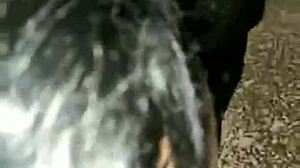 Latina wakes up to hardcore anal fucking on webcam