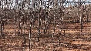 My complete video on red or paid platforms