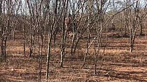 My complete video on red or paid platforms