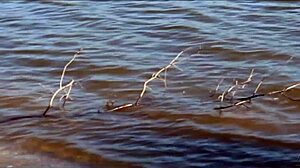 Ποια είναι η Mz Teez, το αστέρι του μαλακού εβονίτη σεξ;