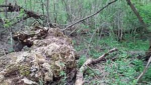 Duas Namoradas Quentes Mergulham em Sexo Lésbico Público no Parque Florestal